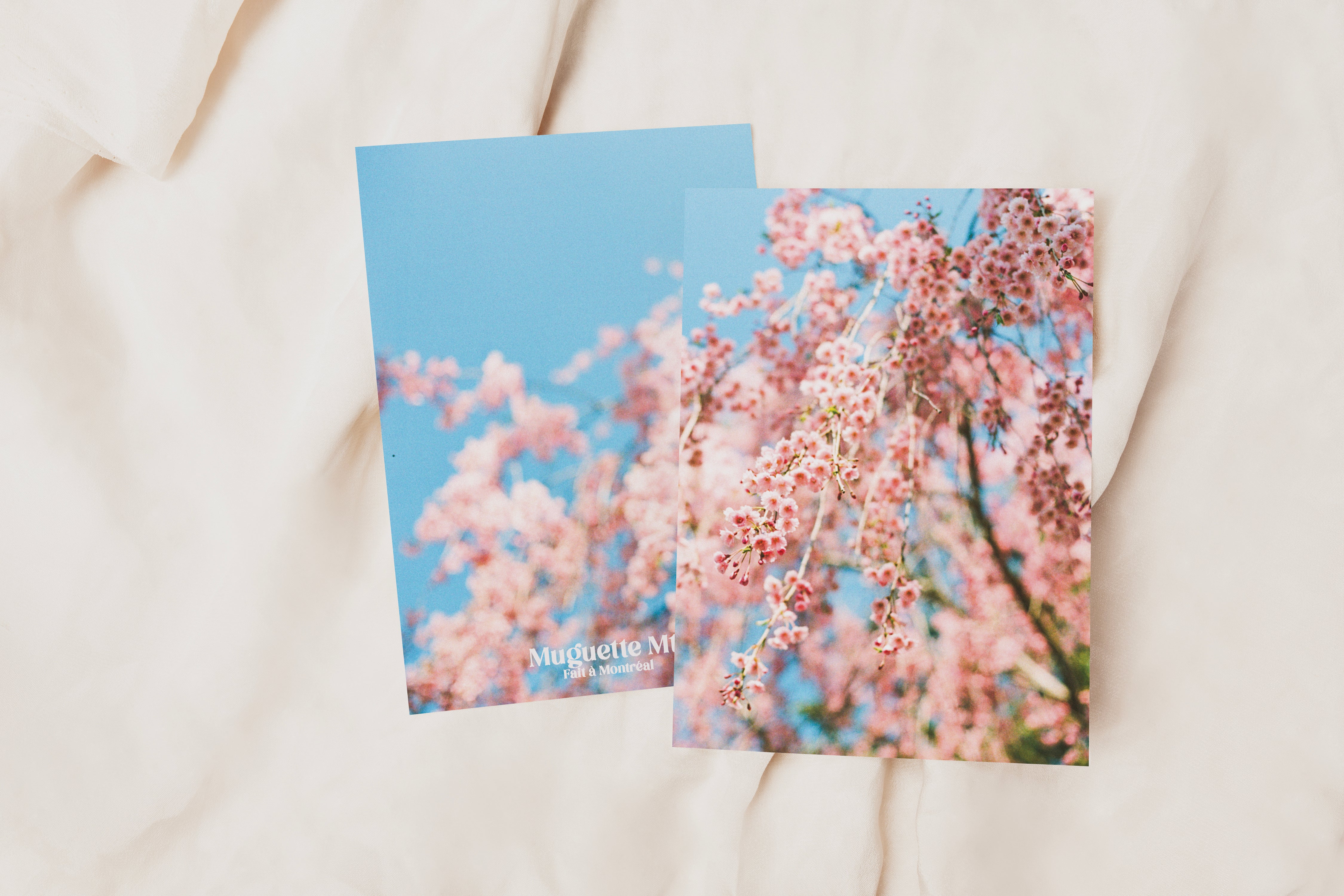 Greeting card - Cherry Blossoms