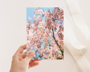 Carte de souhaits - Cerisiers